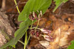 Climbing milkvine